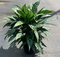 10" Aglaonema Tigress